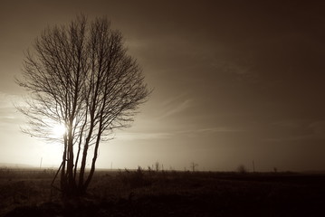 Fototapeta na wymiar tree in the misty autumn morning black and white