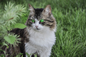 Obraz na płótnie Canvas кот с зелеными глазами