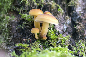 Flammulina velutipes mushroom on wooden shrub in green moss