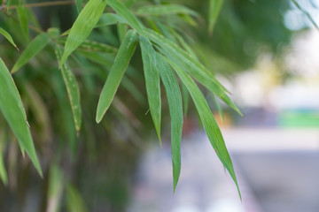 green bamboo leaves