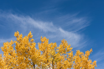 Fototapeta premium Cottonwood