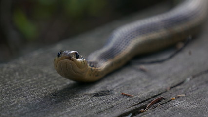 Snake