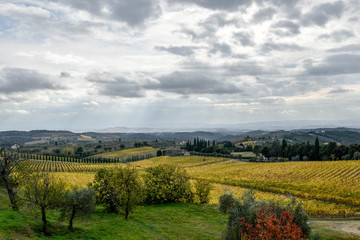 Fototapeta premium chianti