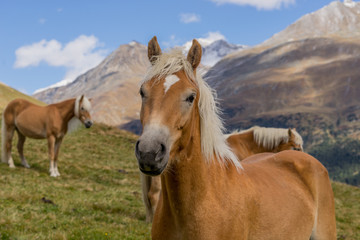 Obraz premium Alpine horse on Tirol Mountains. Brown gee on mountain background, natural environment. Animal on Austria Alps, Vent, Europe.