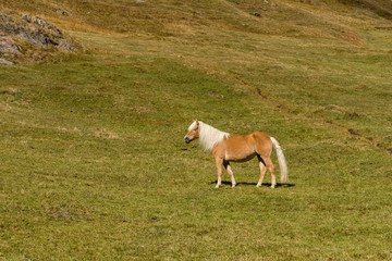 Fototapeta premium Alpine horse on Tirol Mountains. Brown gee on mountain background, natural environment. Animal on Austria Alps, Vent, Europe.