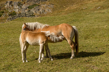 Obraz premium Alpine horse on Tirol Mountains. Brown gee on mountain background, natural environment. Animal on Austria Alps, Vent, Europe.