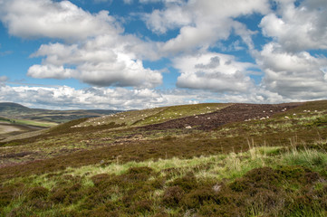 Fototapeta na wymiar Typical wavy landscape with sheeps in central Scotland