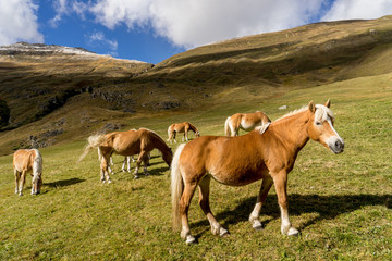 Fototapeta na wymiar Alpine horse on Tirol Mountains. Brown gee on mountain background, natural environment. Animal on Austria Alps, Vent, Europe.