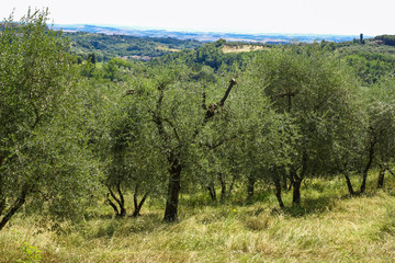 Fototapeta na wymiar Landscape in Tuscany, Italy