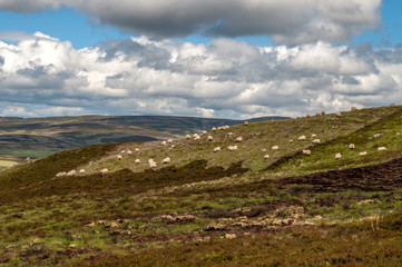Fototapeta na wymiar Typical wavy landscape with sheeps in central Scotland