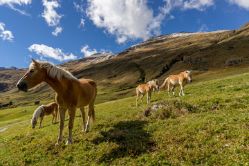 Alpine horse on Tirol Mountains. Brown gee on mountain background, natural environment. Animal on Austria Alps, Vent, Europe.