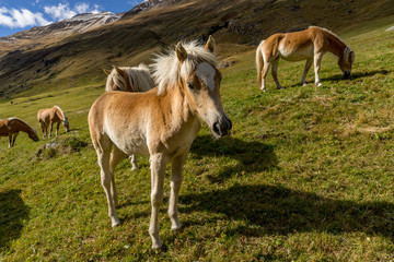 Obraz na płótnie Canvas Alpine horse on Tirol Mountains. Brown gee on mountain background, natural environment. Animal on Austria Alps, Vent, Europe.
