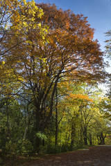 Fototapeta premium Un parc en automne