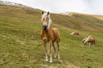 Alpine horse on Tirol Mountains. Brown gee on mountain background, natural environment. Animal on Austria Alps, Vent, Europe.