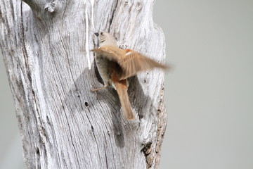 Moineau sud africain