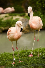 Fenicottero rosa in zoo