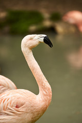 Fenicottero rosa in zoo