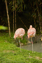 Fenicottero rosa in zoo