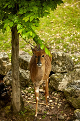 Nyala in zoo