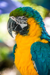 Parrot II