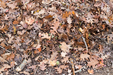fall