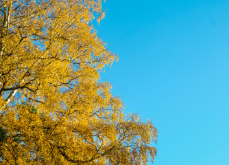 yellow birch leaves against the blue sky.