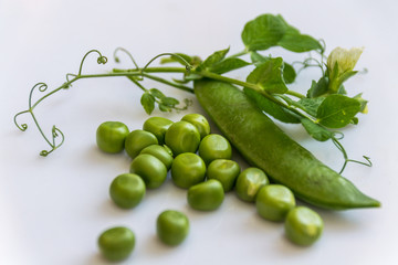 Green peas are a plant, a pod and peas. White background.