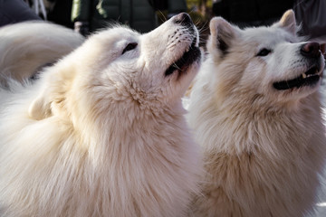 Dogs of the Samoyed breed.