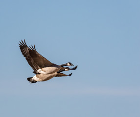 Canada geese in flight in central New Mexico
