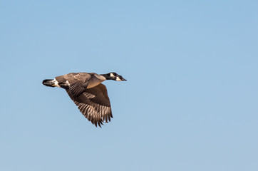 Canada geese in flight at Rio Grande Nature Center, Albuquerque, New Mexico