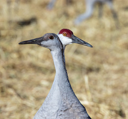 Sandhill crane adult and juvenile in alfalfa hay field at Rio Grande Nature Center, Albuquerque, New Mexico