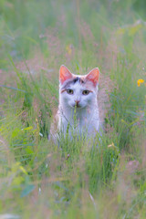 white cat in field with high grass en fowers