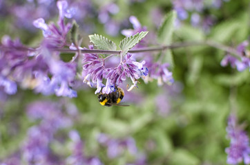 Close up of Bee on Flowers