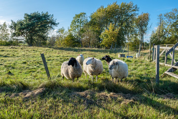 Naklejka premium Sheep farming in the agricultural landscape of southern Oland in Sweden, which is a UNESCO World Heritage site due to its unique biodiversity