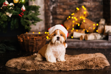 Happy New Year, Christmas, puppy shih tzu. holidays and celebration, pet in the room the Christmas...