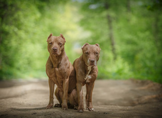 Two dogs on a walk in a summer forest