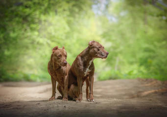 Two dogs on a walk in a summer forest