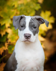 Puppy American Staffordshire Terrier in the autumn forest