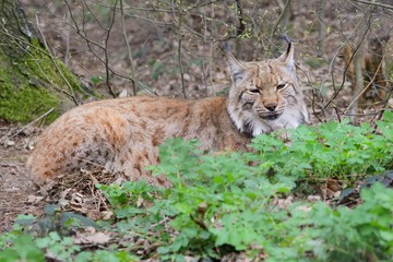 Lynx