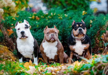 Portrait of three puppies, American bully nature