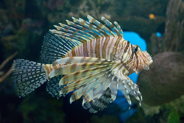 Pterois fish (lionfish).