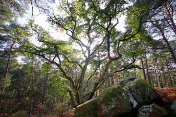 Climbing site of rocher Canon in Fontainebleau forest