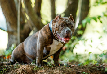 Portrait of an American bull in a green forest