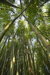 Obraz na płótnie Canvas Bambous verts en été au jardin