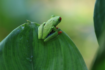 Red-Eyed Leaf (Tree) Frog in Costa Rica