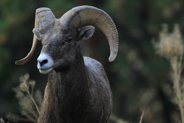 wild bighorn sheep in canada