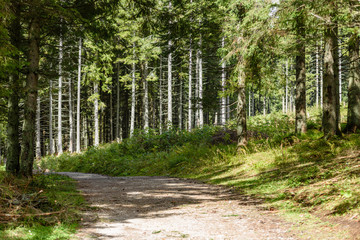 empty gravel road in the countryside in summer