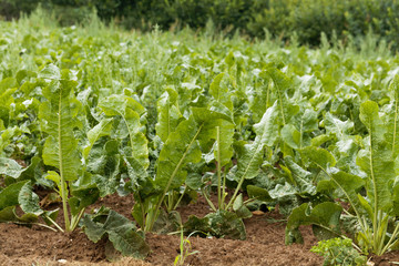Horseradish plants, Armoracia rusticana
