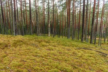 pine tree forest with moss covered ground in late autumn