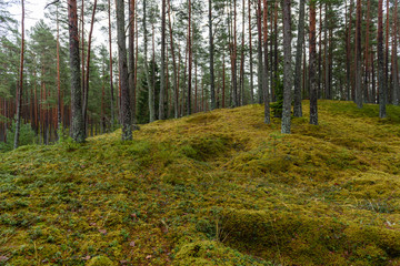 pine tree forest with moss covered ground in late autumn